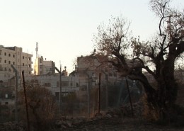 The Closed Military Zone / Tel Rumeida (south end)